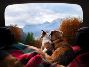 Dogs,Camping,In,The,Car.,Nova,Scotia,Duck,Tolling,Retriever Dogs,Camping,In,The,Car.,Nova,Scotia,Duck,Tolling,Retriever